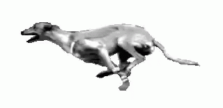 Greyhound run